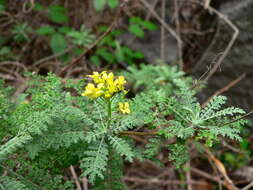 Image of Descurainia millefolia (Jacq.) Webb & Berthel.