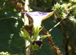 Ipomoea meyeri (Spreng.) G. Don resmi