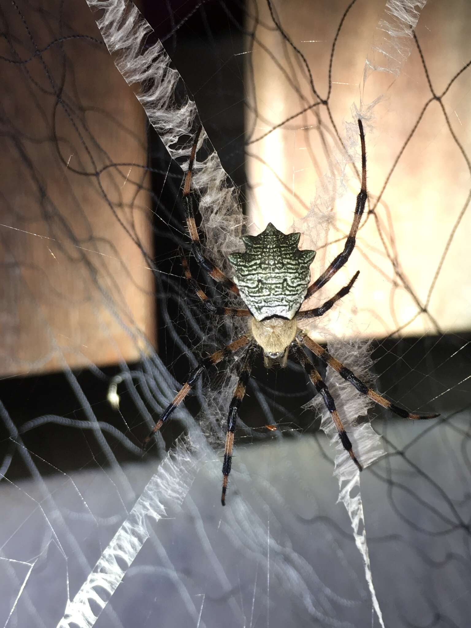 Image of Argiope flavipalpis (Lucas 1858)