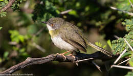 Image of Yellow-breasted Apalis