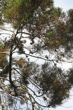 Image of Cypress Pine