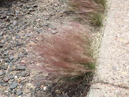 Aristida purpurea Nutt.的圖片