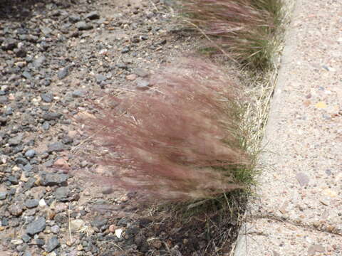 Aristida purpurea Nutt.的圖片