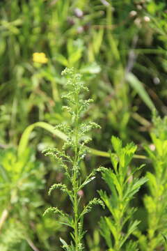 Plancia ëd Artemisia manshurica (Kom.) Kom.