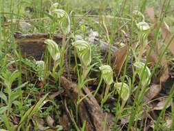 Image of Sharp-leaf greenhood