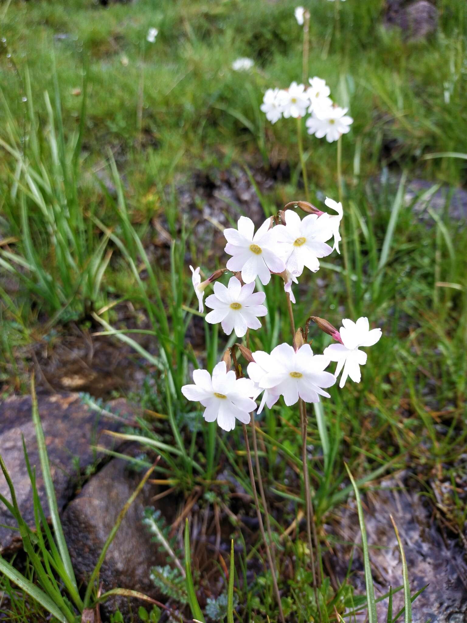 Image of Primula munroi Lindl.