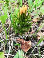 Image of Dendrolycopodium juniperoideum (Sw.) A. Haines