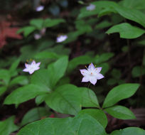 Image of Pacific Starflower