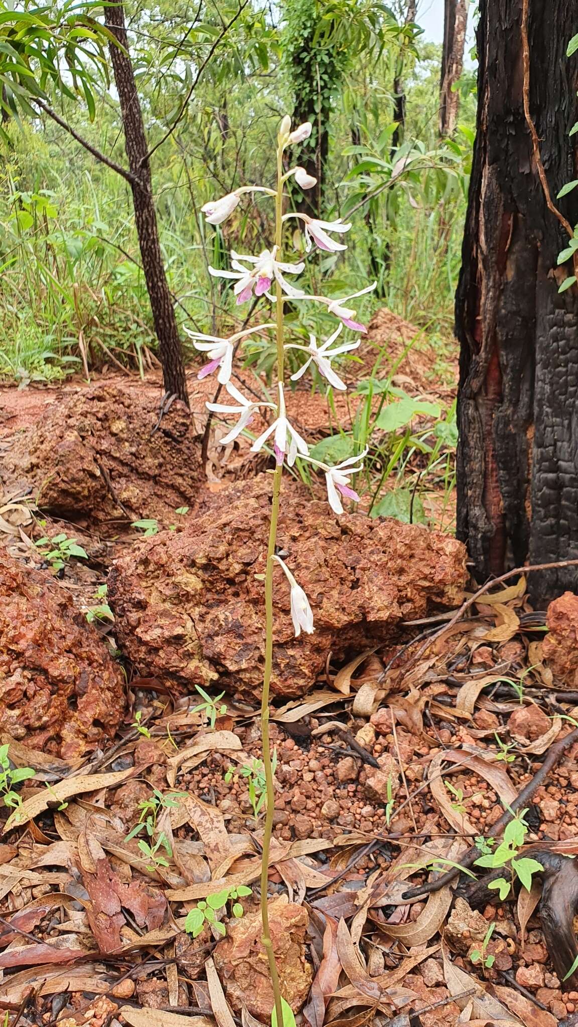 Image of Tropical hyacinth orchid