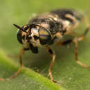 Image of Oplodontha pulchriceps (Loew 1858)