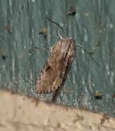 Image of Southern Armyworm Moth