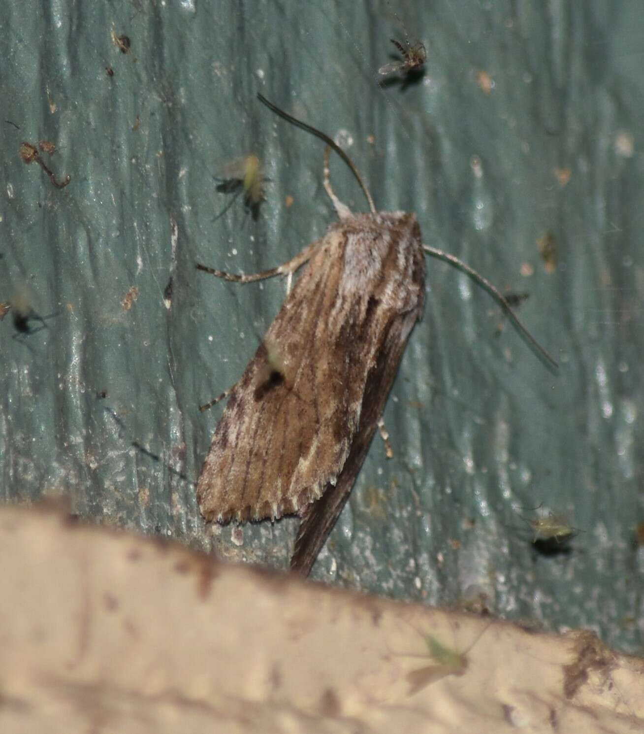 Image of Southern Armyworm Moth