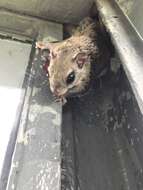 Image of American Flying Squirrels