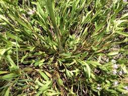 Image of longleaf summer bluet