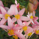 Image of Begonia obtecticaulis Irmsch.