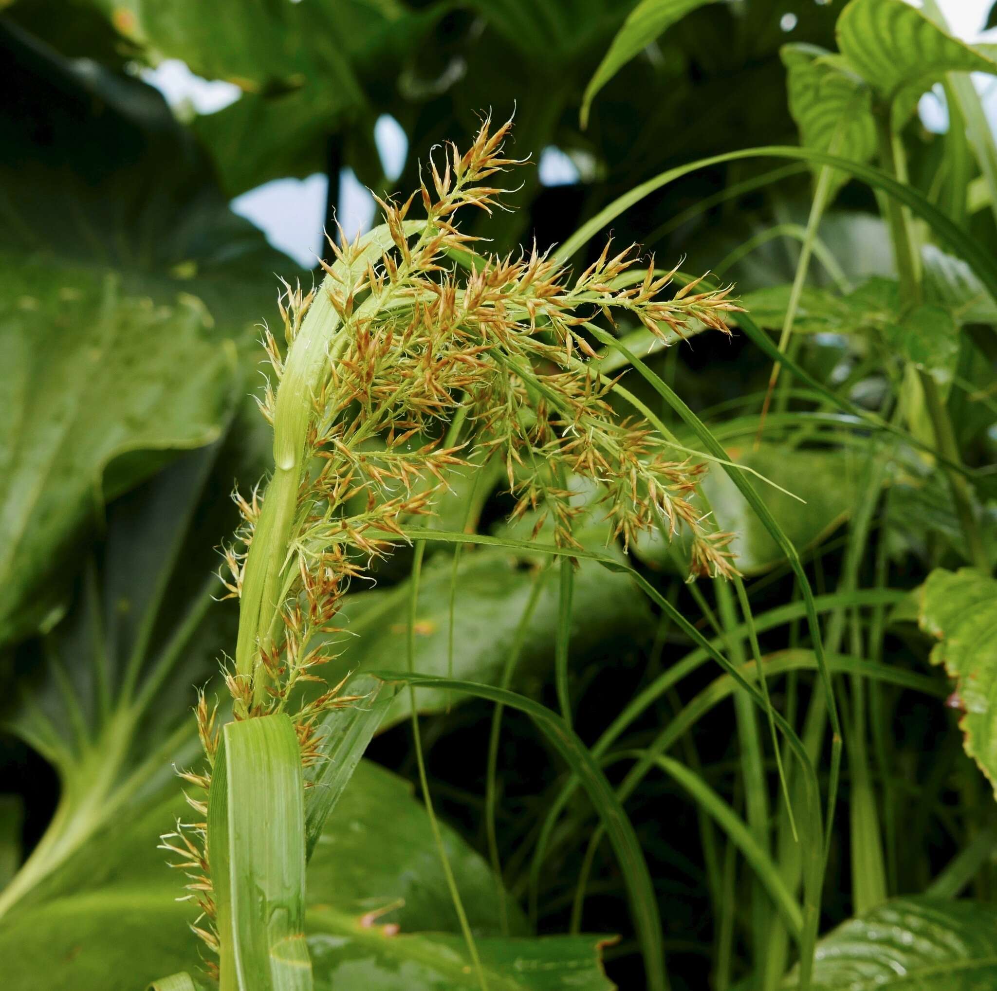 Image of Rhynchospora polyphylla (Vahl) Vahl