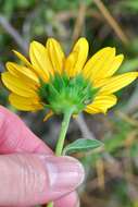 Image of Texas sunflower