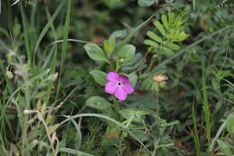 Image of Texas cupflower