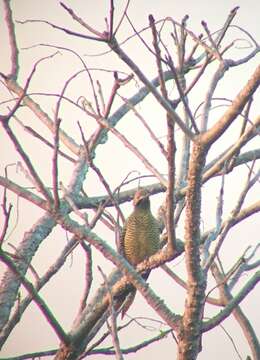 Image of Cuban Flicker