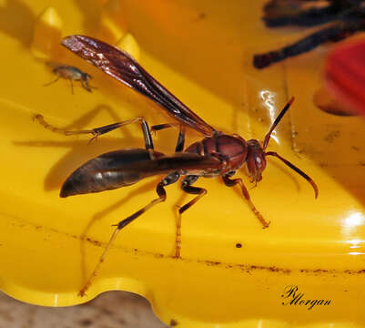 Image of Polistes annularis (Linnaeus 1763)