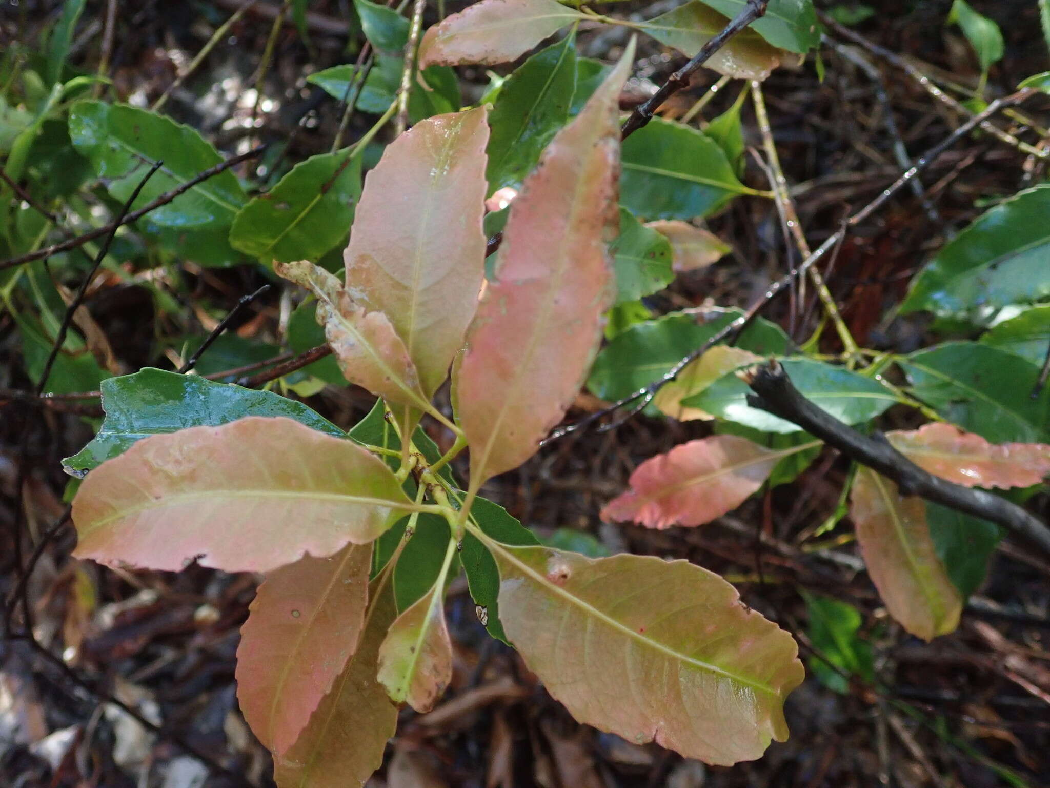 Слика од Schizomeria ovata D. Don