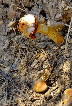 Image of scaley-stalked puffball