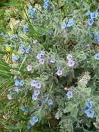 Image of strigose alkanet