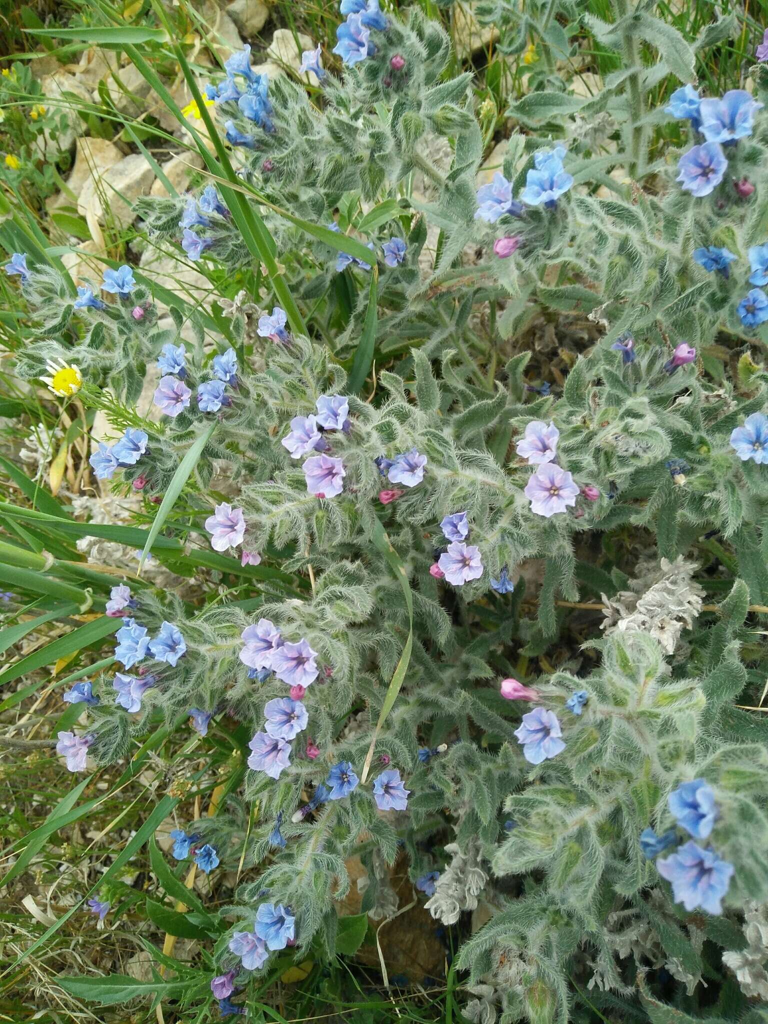 Image of strigose alkanet