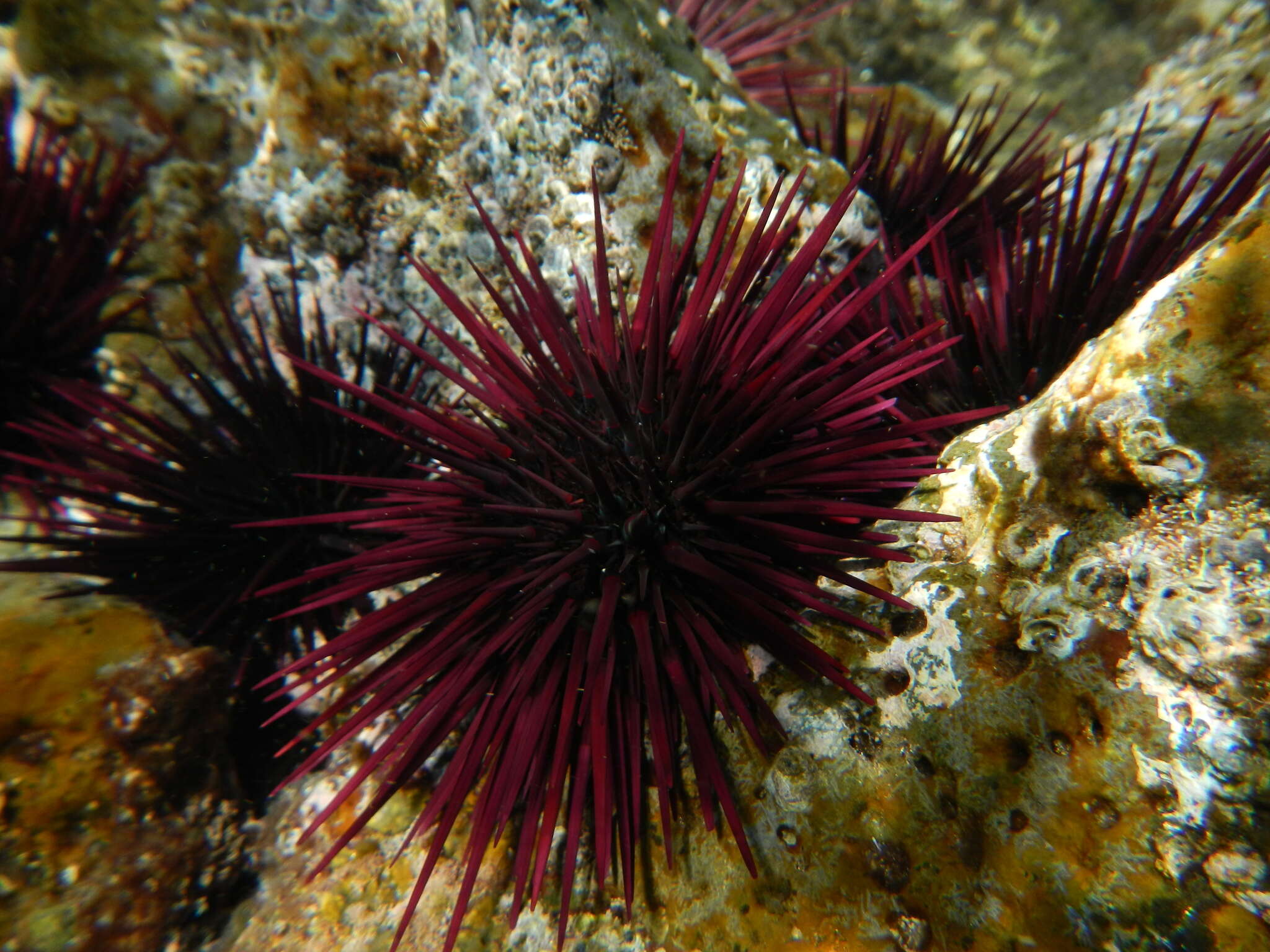 Image of Echinometra insularis H. L. Clark 1912