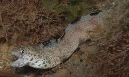 Image of Lesser moray