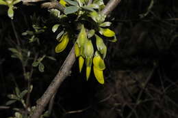 Image of Anagyris foetida L.