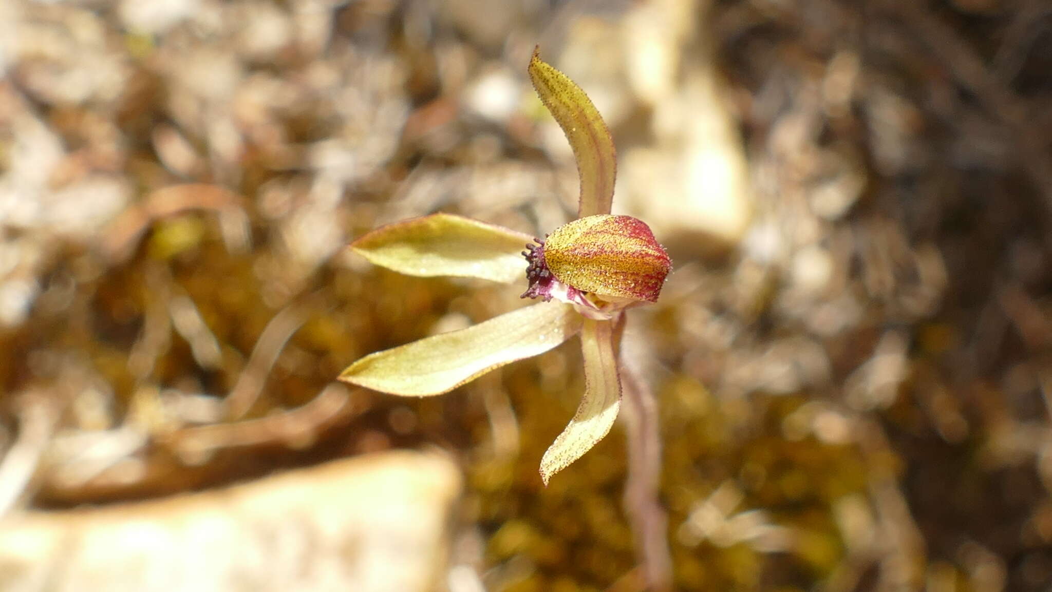 صورة Caladenia atradenia D. L. Jones, Molloy & M. A. Clem.