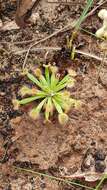 Image de Drosera darwinensis Lowrie