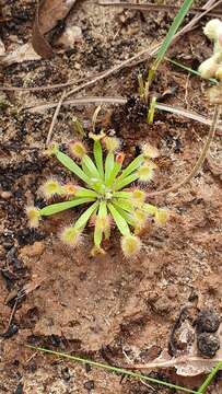 Image of Drosera darwinensis Lowrie