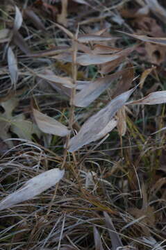 Image of Deer-Tongue Rosette Grass