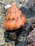 Image of Calliostoma gloriosum Dall 1871