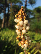 Image de Lyonia fruticosa (Michx.) G. S. Torr. ex B. L. Robins.