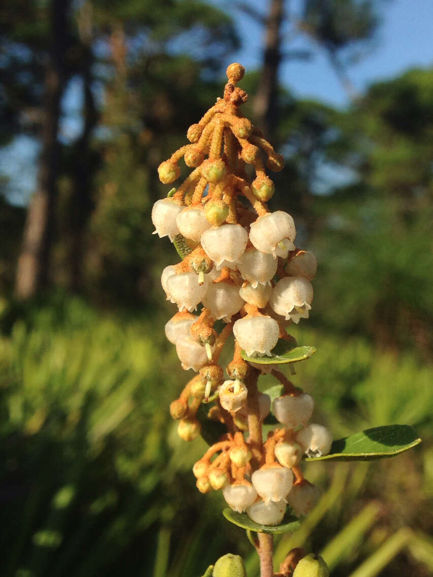 Image of coastal plain staggerbush