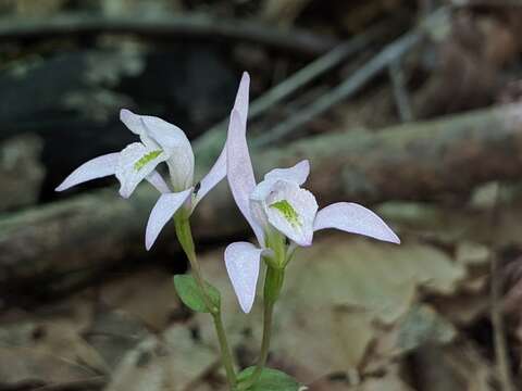 Image of Triphora trianthophoros subsp. trianthophoros