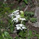 Habenaria kariniae R. González & Cuevas-Figueroa resmi