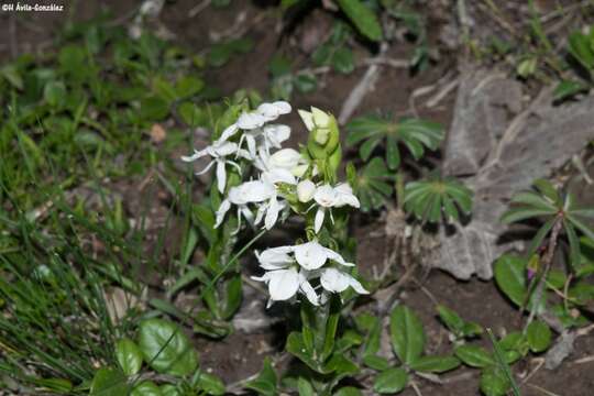 Image de Habenaria kariniae R. González & Cuevas-Figueroa