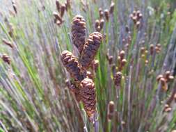 Nevillea obtusissimus (Steud.) H. P. Linder的圖片