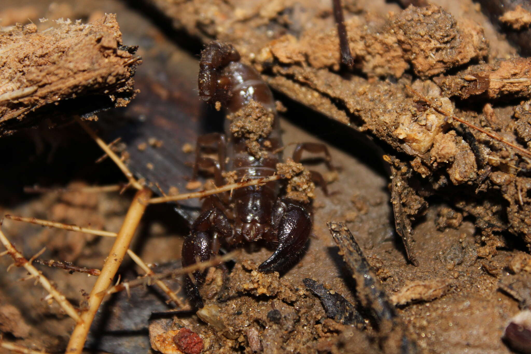 Image of Diplocentrus insularis Sagastume-Espinoza, Longhorn & Santibanez-Lopez 2015