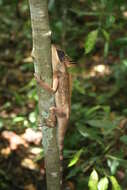 Image of Acanthosaura cardamomensis Wood, Grismer, Grismer, Neang, Chav & Holden 2010