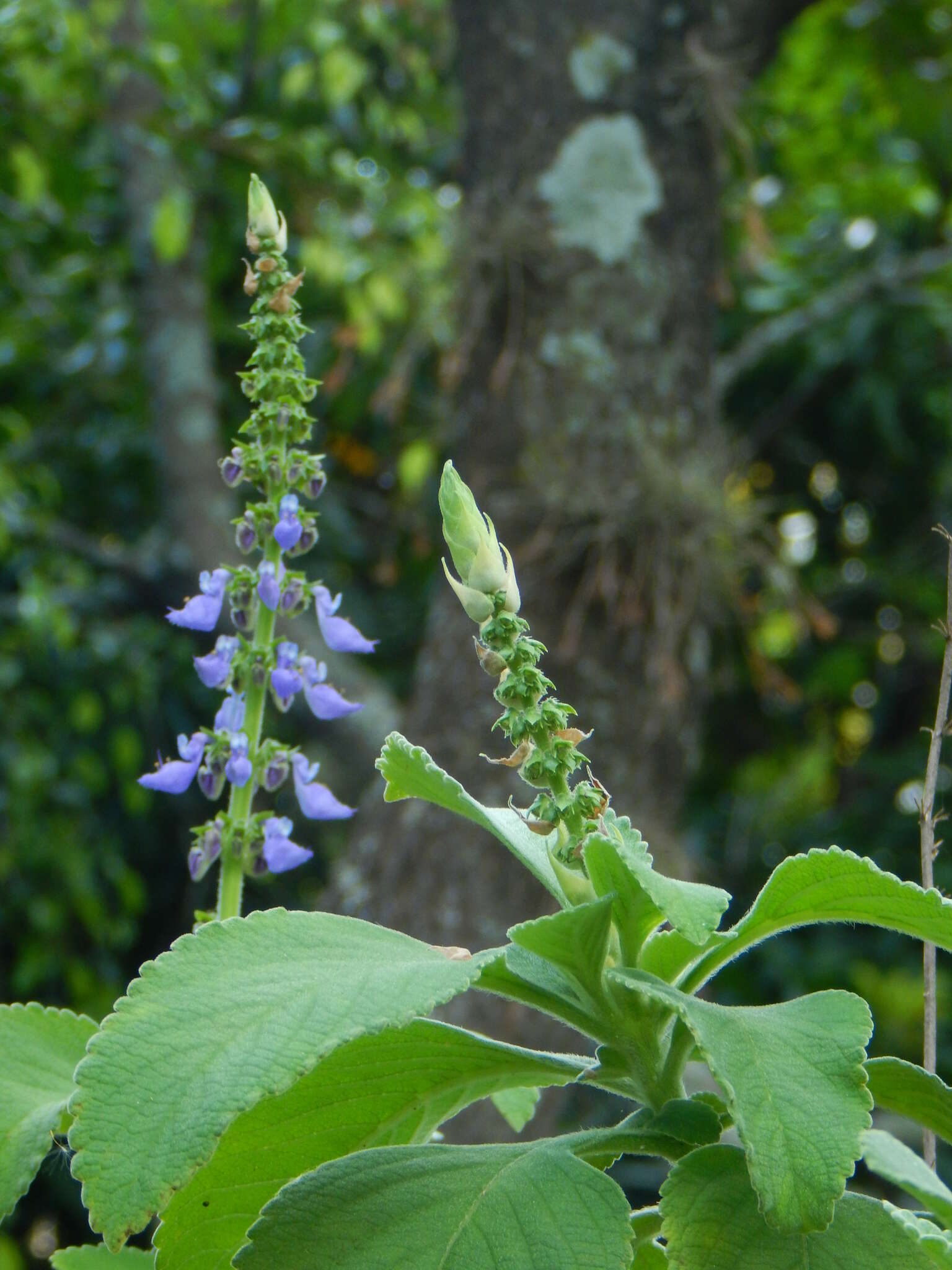 Imagem de Plectranthus barbatus Andrews