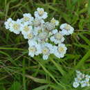 Imagem de Achillea salicifolia Bess.