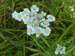 Image of Achillea salicifolia Bess.