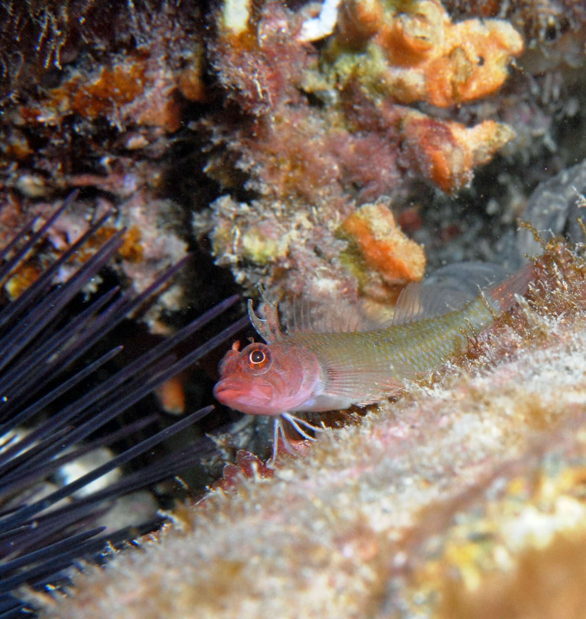 Trinorfolkia cristata (Kuiter 1986) resmi