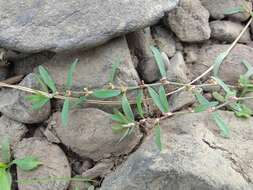 Image of Polygonum humifusum Mert. ex C. Koch