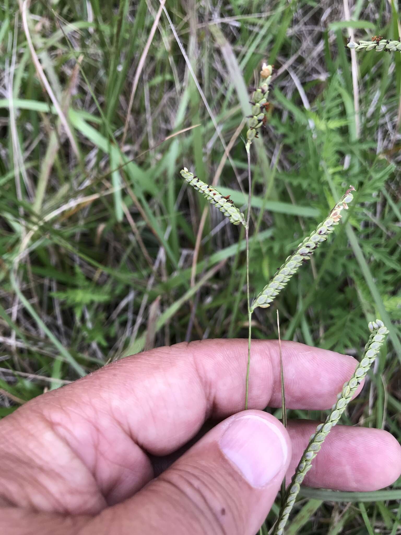 Imagem de Paspalum plicatulum Michx.